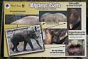 P1000146_Kenmerken van de Aziatische olifant